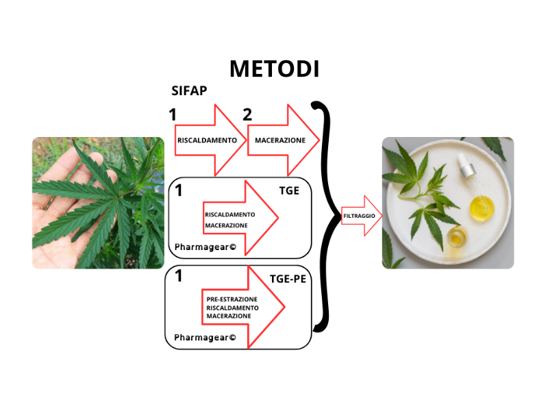 estrazione olio d'oliva alla cannabis metodi preparazione tecnologia digitale